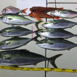 Hit Rush(ヒット ラッシュ） 釣果