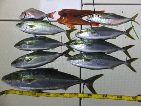 Hit Rush(ヒット ラッシュ） 釣果…