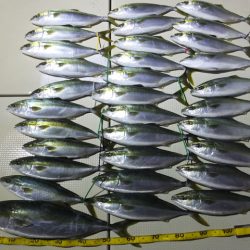 Hit Rush(ヒット ラッシュ） 釣果