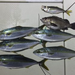 Hit Rush(ヒット ラッシュ） 釣果