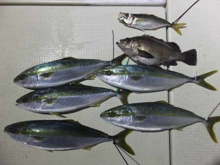 Hit Rush(ヒット ラッシュ） 釣果…