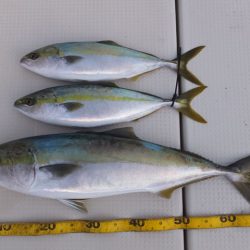 Hit Rush(ヒット ラッシュ) 釣果