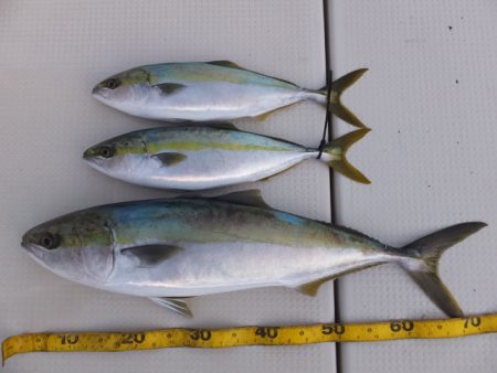 Hit Rush(ヒット ラッシュ） 釣果…