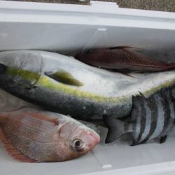 大進丸(新潟) 釣果