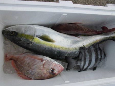 大進丸(新潟) 釣果