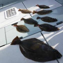 遊漁船 幸友丸 釣果