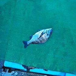 勝丸渡船 釣果