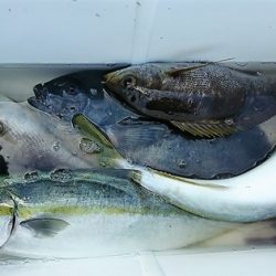 しば渡船 釣果