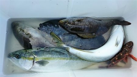 しば渡船 釣果