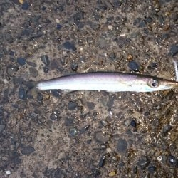 ヒラメのはずが