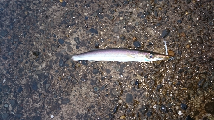 ヒラメのはずが