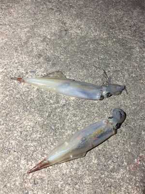 伊根〜舞鶴まで極寒ヤリイカランガンエギング…