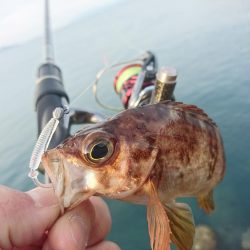 アジキャロで釣れたのは