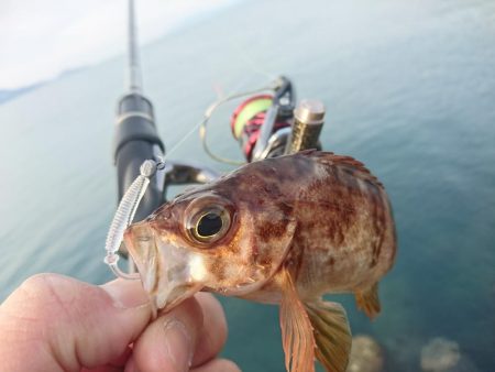 アジキャロで釣れたのは