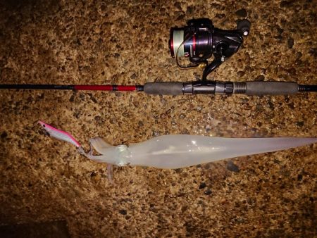 今季初のヤリイカGET