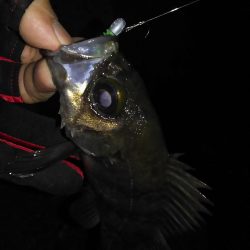 忍耐メバリング！