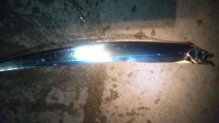 電気ウキが～～