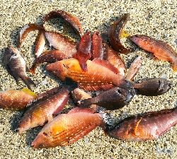 夏の様な釣れ方