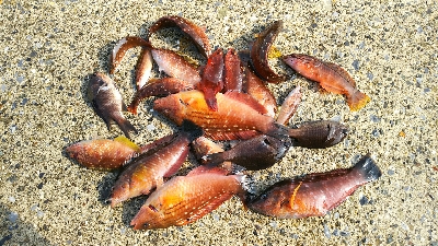 夏の様な釣れ方