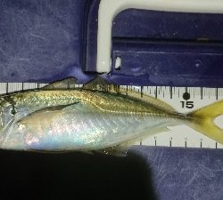 撃沈からアゲアゲまた凹み