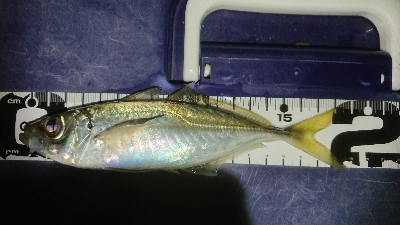 撃沈からアゲアゲまた凹み