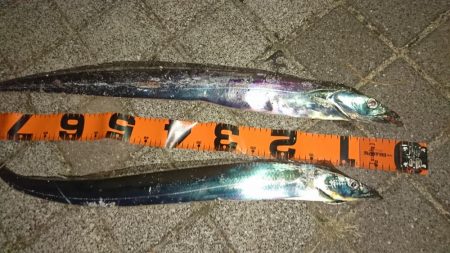 タチウオマイワシパターン継続中