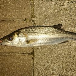 シーバスしかつれない