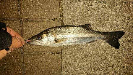 シーバスしかつれない