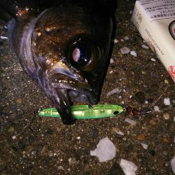 今シーズン初のメバル( ￣▽￣)