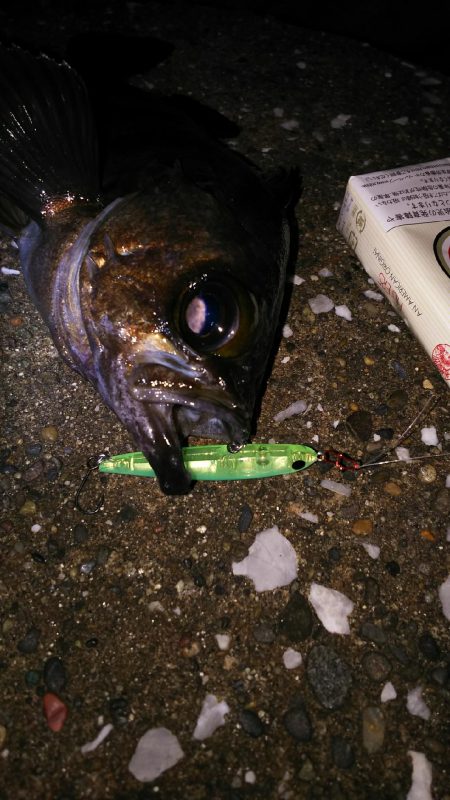 今シーズン初のメバル( ￣▽￣)