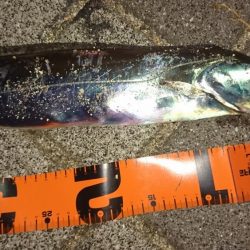 タチウオマイワシパターン継続中