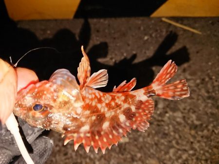 今季初のヤリイカGET