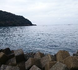 ヒラメのはずが