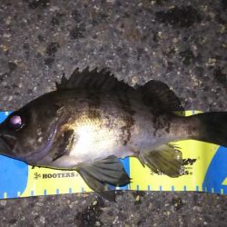 忍耐メバリング！