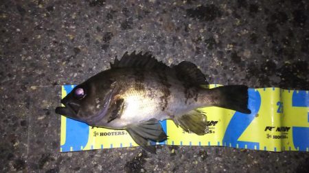 忍耐メバリング！