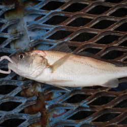 オリジナルメーカー海づり公園(市原市海づり施設) 釣果