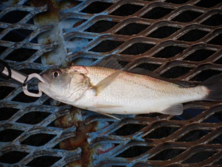 オリジナルメーカー海づり公園(市原市海づり施設) 釣果