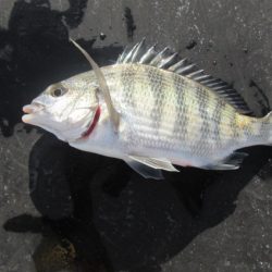 オリジナルメーカー海づり公園(市原市海づり施設) 釣果