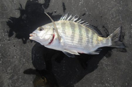 オリジナルメーカー海づり公園(市原市海づり施設) 釣果