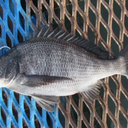 オリジナルメーカー海づり公園(市原市海づり施設) 釣果