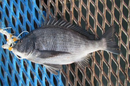 オリジナルメーカー海づり公園(市原市海づり…