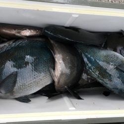 鵜来島家本渡船 釣果