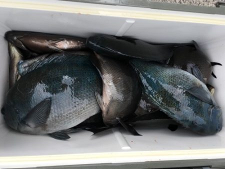 鵜来島家本渡船 釣果