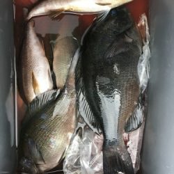 鵜来島家本渡船 釣果