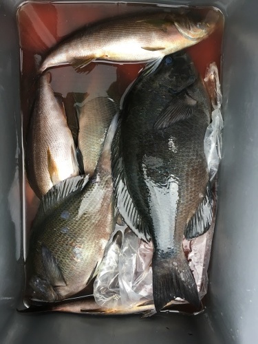 鵜来島家本渡船 釣果