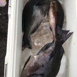 鵜来島家本渡船 釣果