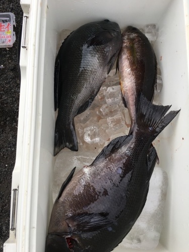 鵜来島家本渡船 釣果