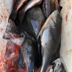 鵜来島家本渡船 釣果