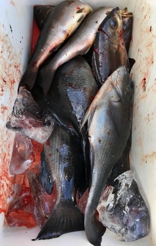 鵜来島家本渡船 釣果