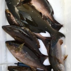 鵜来島家本渡船 釣果